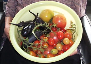 園芸トマト写真